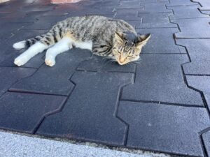 シンワゴルフコンペを開催しました！